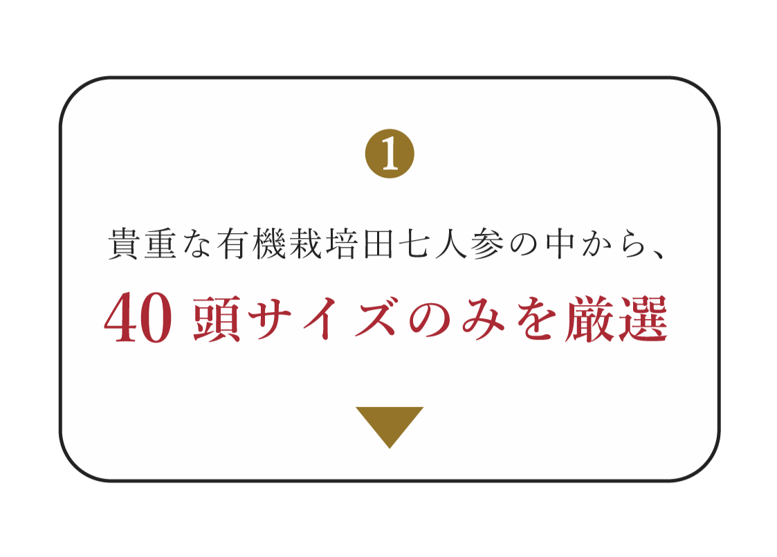 貴重な有機栽培田七人参の中から、40頭サイズのみを厳選